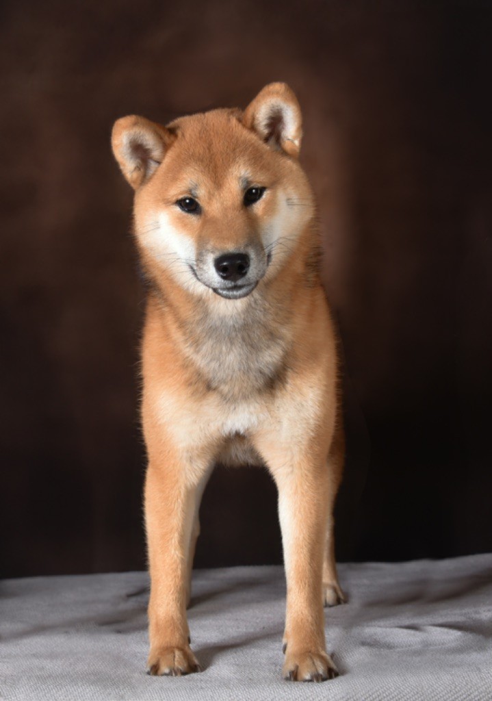 Umeko De La Vallée Ai Shiteru