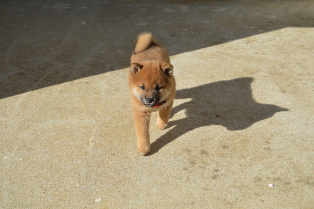 De La Vallée Ai Shiteru - Chiots disponibles - Shiba