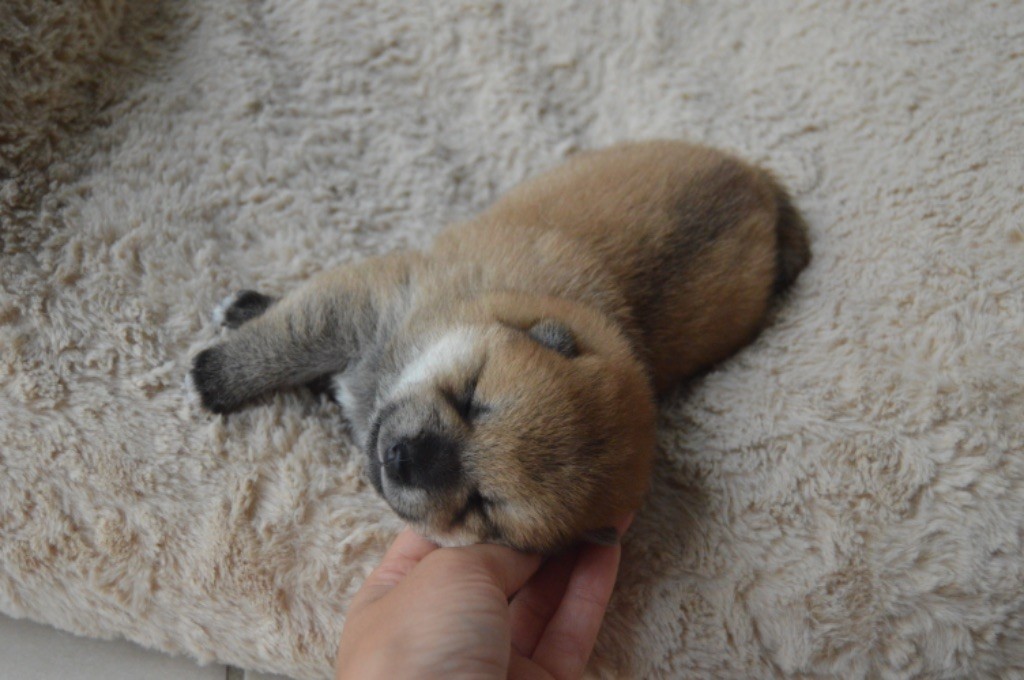 De La Vallée Ai Shiteru - Chiots disponibles - Shiba