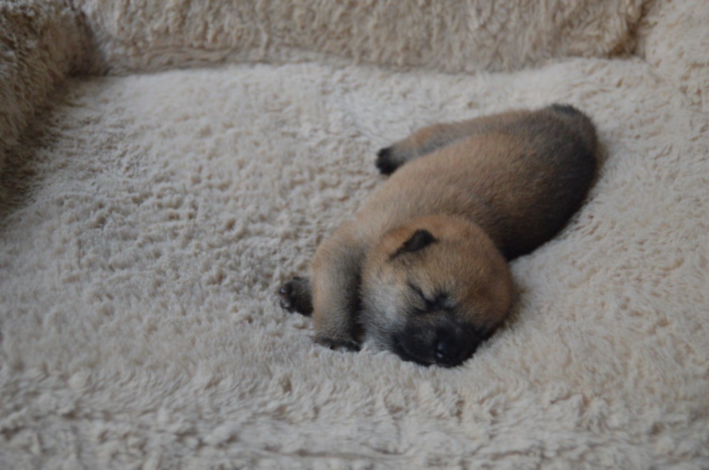 De La Vallée Ai Shiteru - Chiots disponibles - Shiba