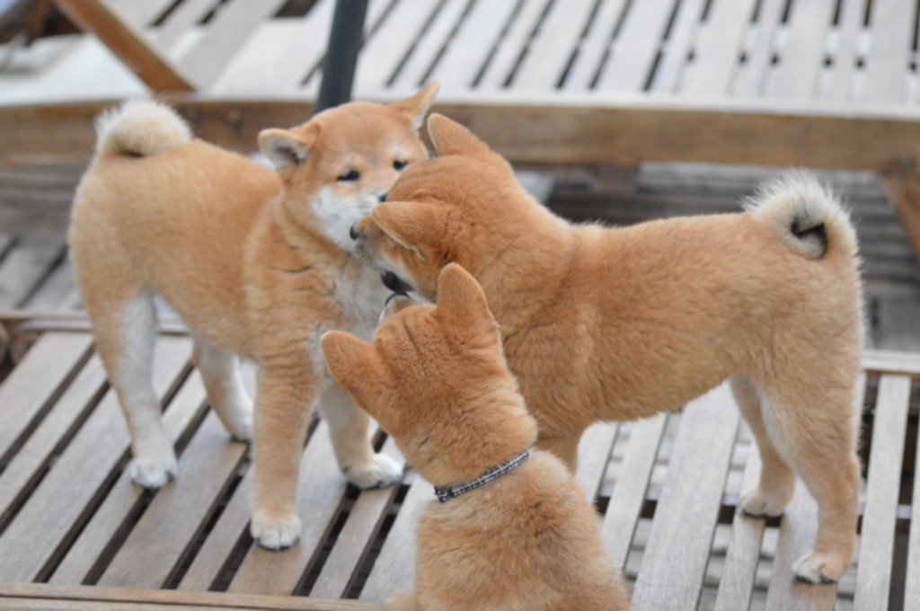 Chiot Shiba De La Vallée Ai Shiteru