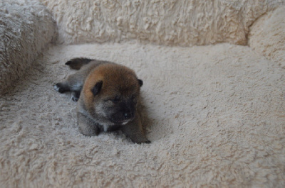 CHIOT 1