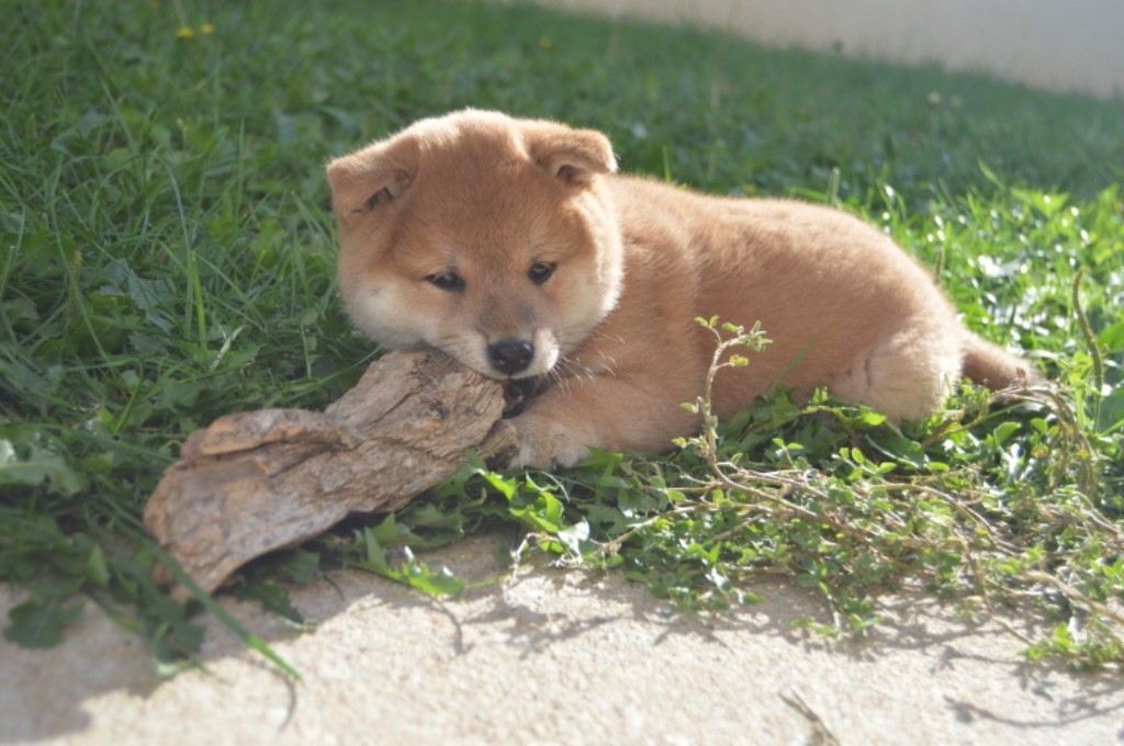 De La Vallée Ai Shiteru - Chiots disponibles - Shiba
