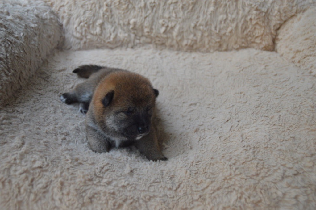 De La Vallée Ai Shiteru - Chiots disponibles - Shiba
